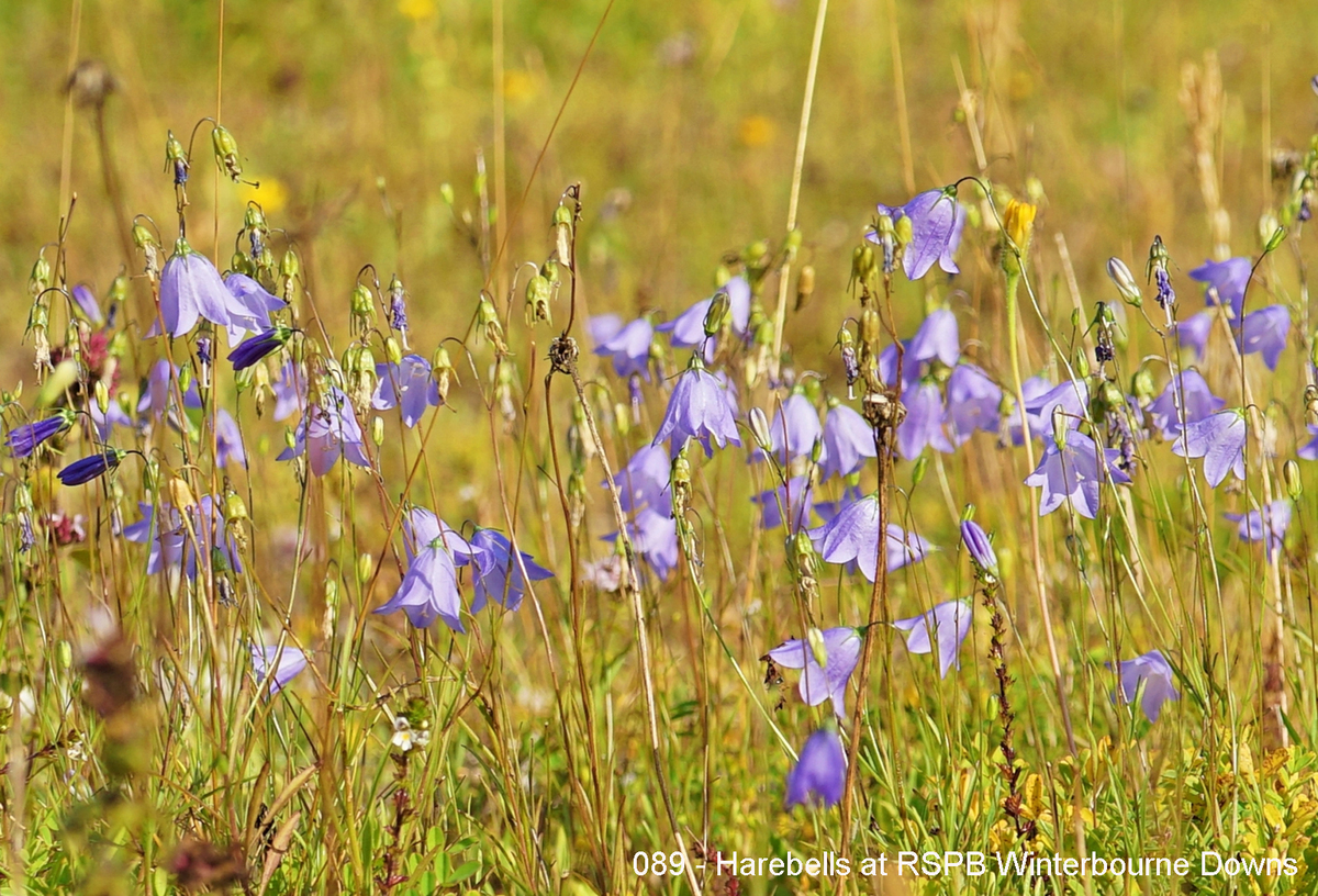 089 - Harebells at RSPB Winterbourne Downs